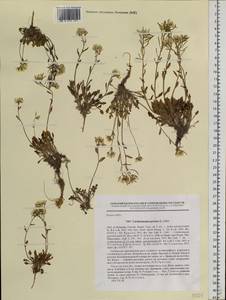 Arabidopsis septentrionalis (N.Busch) D.A.German, Сибирь, Западная Сибирь (S1) (Россия)