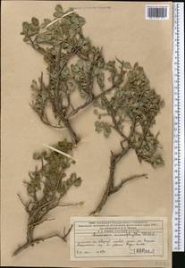 Жимолость мелколистная Willd. ex Roem. & Schult., Средняя Азия и Казахстан, Западный Тянь-Шань и Каратау (M3) (Казахстан)