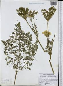 Coristospermum lucidum subsp. lucidum, Западная Европа (EUR) (Италия)