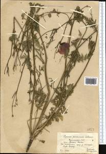 Roemeria ocellata, Средняя Азия и Казахстан, Копетдаг, Бадхыз, Малый и Большой Балхан (M1) (Туркмения)
