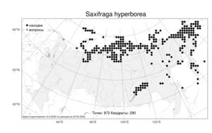 Saxifraga hyperborea, Камнеломка северная R. Br., Атлас флоры России (FLORUS) (Россия)