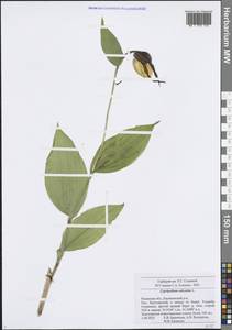 Венерин башмачок настоящий L., Восточная Европа, Центральный район (E4) (Россия)