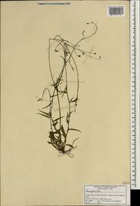 Колокольчик, Зарубежная Азия (ASIA) (Индия)