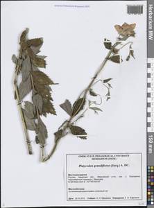 Ширококолокольчик крупноцветковый (Jacq.) A.DC., Сибирь, Дальний Восток (S6) (Россия)