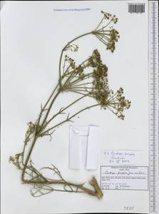 Cachrys pungens Jan ex Guss., Западная Европа (EUR) (Италия)