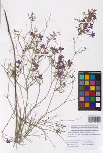 Delphinium consolida subsp. divaricatum (Ledeb.) A.Nyár., Восточная Европа, Нижневолжский район (E9) (Россия)