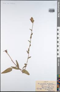 Колокольчик скученный, Колокольчик сборный L., Восточная Европа, Центральный район (E4) (Россия)