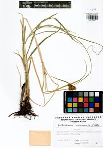 Клубнекамыш морской (L.) Palla, Сибирь, Прибайкалье и Забайкалье (S4) (Россия)