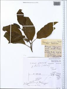 Discopodium penninervium Hochst., Африка (AFR) (Эфиопия)