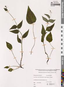 Mertensia kamczatica (Turcz.) DC., Сибирь, Чукотка и Камчатка (S7) (Россия)