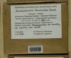 Chionoloma tenuirostre (Hook. & Taylor) M. Alonso, M.J. Cano & J.A. Jiménez, Гербарий мохообразных, Мхи - Северный Кавказ и Предкавказье (B12) (Россия)