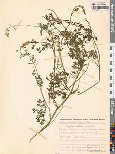 Хохлатка сибирская (L.fil.) Pers., Сибирь, Чукотка и Камчатка (S7) (Россия)