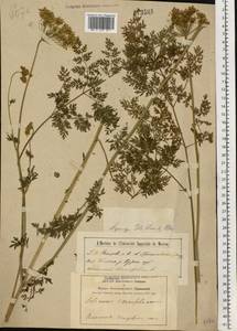 Гирча тминолистная (L.) L., Восточная Европа, Центральный лесостепной район (E6) (Россия)