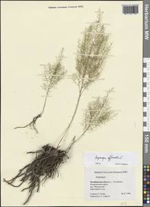 Спаржа лекарственная L., Восточная Европа, Восточный район (E10) (Россия)