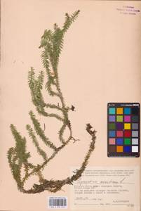Spinulum annotinum subsp. annotinum, Восточная Европа, Центральный район (E4) (Россия)