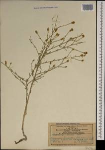 Василек овечий Pall. ex Willd., Кавказ, Азербайджан (K6) (Азербайджан)