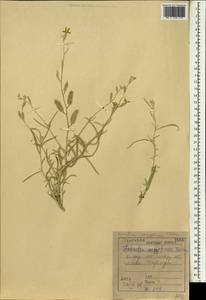 Farsetia aegyptia Turra, Зарубежная Азия (ASIA) (Ирак)