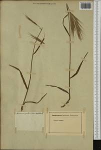 Bromus pubescens Muhl. ex Willd., Западная Европа (EUR) (Неизвестно)