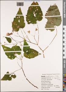 Begonia alveolata T.T.Yu, Зарубежная Азия (ASIA) (Вьетнам)