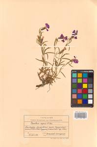 Dianthus repens subsp. repens, Сибирь, Чукотка и Камчатка (S7) (Россия)