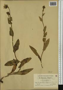 Hieracium villosum subsp. heterophylloides Zahn, Западная Европа (EUR) (Германия)