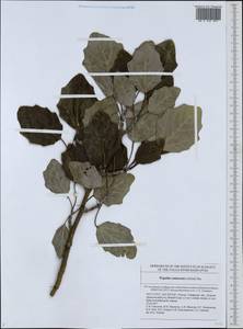 Populus × canescens (Aiton) Sm., Восточная Европа, Средневолжский район (E8) (Россия)