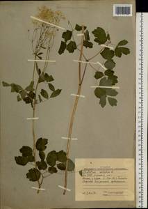 Thalictrum aquilegiifolium subsp. aquilegiifolium, Сибирь, Якутия (S5) (Россия)
