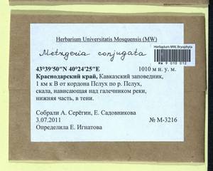Metzgeria conjugata Lindb., Гербарий мохообразных, Мхи - Северный Кавказ и Предкавказье (B12) (Россия)