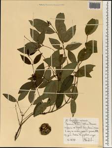Landolphia owariensis P.Beauv., Африка (AFR) (Эфиопия)
