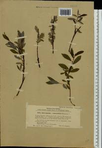 Salix starkeana × rosmarinifolia, Восточная Европа, Северо-Западный район (E2) (Россия)