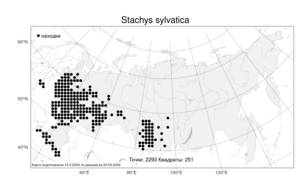 Stachys sylvatica, Чистец лесной L., Атлас флоры России (FLORUS) (Россия)