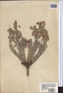 Hedysarum daraut-kurganicum Sultanova, Средняя Азия и Казахстан, Памир и Памиро-Алай (M2) (Киргизия)