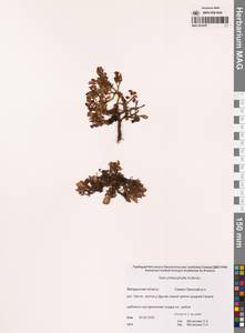 Ива жилколистная Andersson, Сибирь, Чукотка и Камчатка (S7) (Россия)