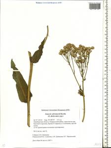Крестовник крупнолистный M. Bieb., Восточная Европа, Восточный район (E10) (Россия)