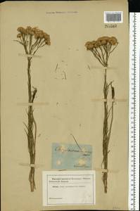 Солонечник льновидный (L.) Rchb. fil., Восточная Европа, Южно-Украинский район (E12) (Украина)