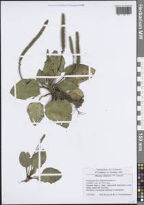 Подорожник топяной F.W.Schmidt, Восточная Европа, Центральный район (E4) (Россия)