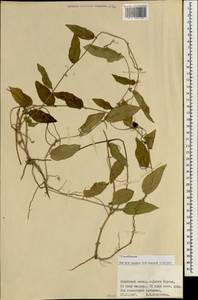 Cucurbitaceae, Зарубежная Азия (ASIA) (Британская территория в Индийском океане)