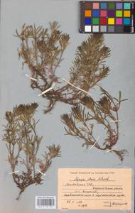 MHA 0 155 122, Живучка елочковидная  (L.) Schreb., Восточная Европа, Молдавия (E13a) (Молдавия)