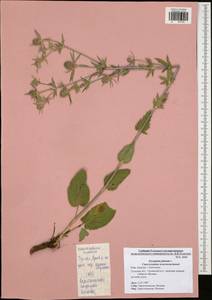 Синеголовник плосколистный L., Восточная Европа, Центральный район (E4) (Россия)