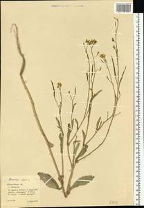 Брюква, Рапс L., Восточная Европа, Центральный лесной район (E5) (Россия)