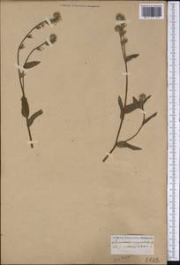 Boraginaceae, Америка (AMER) (Неизвестно)
