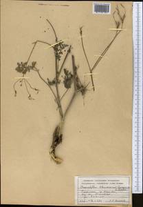 Chaerophyllum khorassanicum Czern. ex Schischk., Средняя Азия и Казахстан, Копетдаг, Бадхыз, Малый и Большой Балхан (M1) (Туркмения)