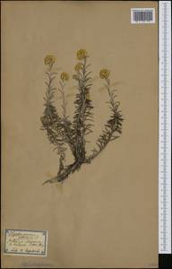 Helichrysum stoechas (L.) Moench, Западная Европа (EUR) (Испания)