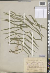 Rabelera holostea (L.) M.T.Sharples & E.A.Tripp, Восточная Европа, Центральный лесной район (E5) (Россия)
