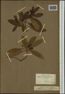 Pittosporum undulatum, Австралия и Океания (AUSTR) (Франция)