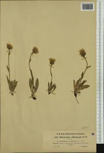 Hieracium pilosum subsp. sericotrichum (Nägeli & Peter) Gottschl., Западная Европа (EUR) (Швейцария)