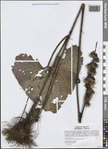 Бузульник Фишера (Ledeb.) Turcz., Сибирь, Дальний Восток (S6) (Россия)