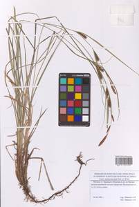 Осока черноколосая M.Bieb. ex Willd., Восточная Европа, Московская область и Москва (E4a) (Россия)