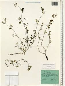Fabaceae, Зарубежная Азия (ASIA) (Индия)