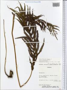 Christella berroi (C. Chr.) comb. ined., Америка (AMER) (Парагвай)